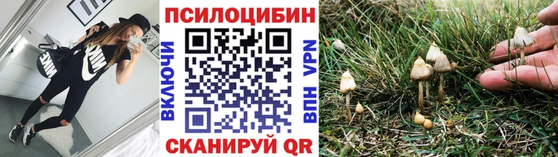 блэк спрут ТОР Алзамай Псилоцибиновые грибы мицелий